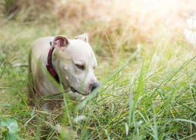 Pitbull Puppies Wallpaper Free تصوير الشاشة 2