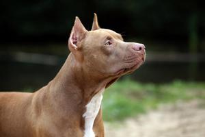 Pitbull Puppies Wallpaper Free تصوير الشاشة 3