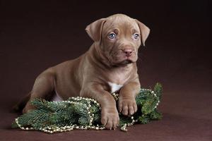 3 Schermata Pitbull Puppy Wallpaper