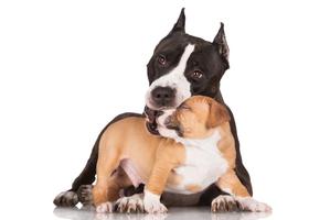 Pitbull Puppy Wallpapers تصوير الشاشة 2