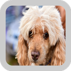 Poodle Dogs Wallpaper آئیکن