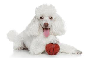 Poodle Dogs Wallpaper स्क्रीनशॉट 1