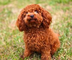 برنامه‌نما Poodle Dogs Wallpaper عکس از صفحه