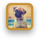 Pug Wallpapers Free aplikacja