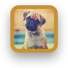 Pug Wallpapers Free icon