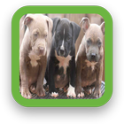 Puppy Pitbull Wallpapers 圖標