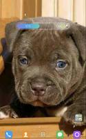 Puppy Pitbull Wallpapers plakat