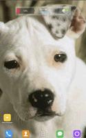 Puppy Pitbull Wallpapers captura de pantalla 2
