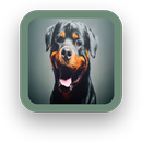 Rottweiler Wallpaper Free-APK