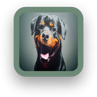Rottweiler Wallpaper Free-icoon