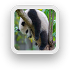 Sleepy Panda Wallpapers simgesi