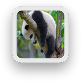 Sleepy Panda Wallpapers-icoon