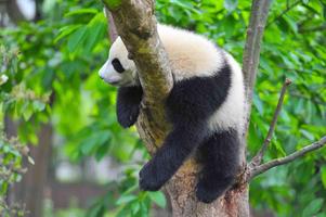 Sleepy Panda Wallpapers syot layar 3