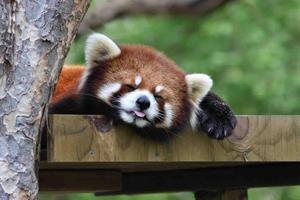 Sleepy Panda Wallpapers スクリーンショット 2