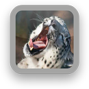 Snow Leopard Wallpaper APK