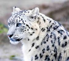 Snow Leopard Wallpaper скриншот 1