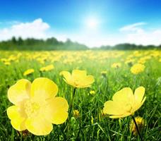 Spring Wallpaper পোস্টার