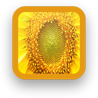 Sun Flower HD Wallpapers icon
