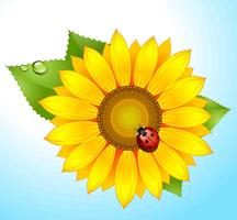 Sun Flower HD Wallpapers Affiche