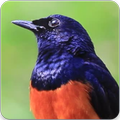 White-rumped Shama Bird Song : Shama Bird Call