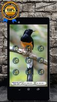 White-rumped Shama Bird Song : Shama Bird Call-poster