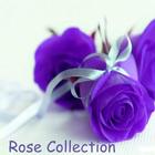 Rose Collection icon