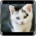 Cat Lock Screen