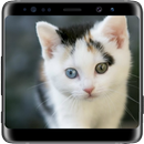 Cat Lock Screen APK