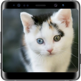 Cat Lock Screen icône