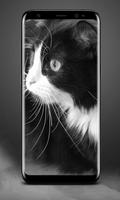 Cat Lock Screen Affiche