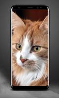 Cat Lock Screen 截图 1