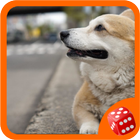 Dog Live Wallpaper 1 - Mobile icône