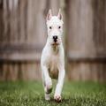 Argentine Dogo Live Wallpaper