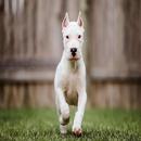 Argentine Dogo Live Wallpaper APK