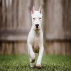 Argentine Dogo Live Wallpaper icono