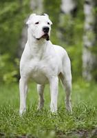 Argentine Dogo Live Wallpaper captura de pantalla 2