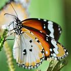 butterfly lwp আইকন