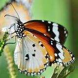 butterfly lwp Zeichen