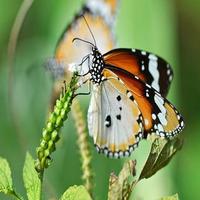 butterfly lwp Affiche