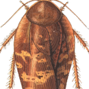 Live insects wallpaper APK