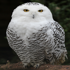 OWL ícone