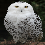 OWL أيقونة