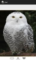 OWL الملصق