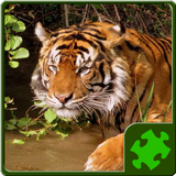 Animals Puzzle - Wild आइकन