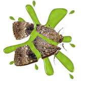 Moth Smasher icon