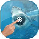 APK Magic Touch - Shark In Water