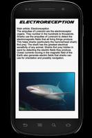 Shark Info Book captura de pantalla 3
