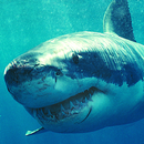 shark free live wallpaper APK