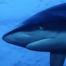 shark free live wallpaper APK