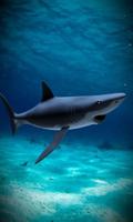 Shark attack lwp Free screenshot 2